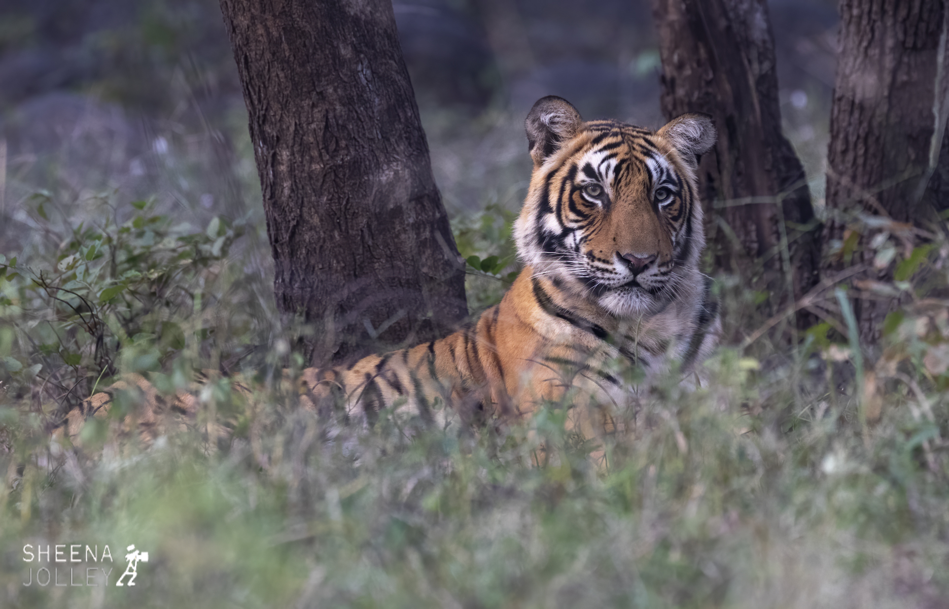 One year old Bengal Tiger 2.jpg - India